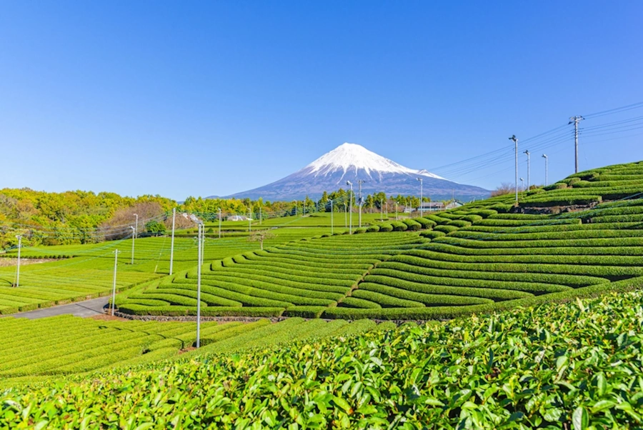 Direct from Japanese Tea Farms
