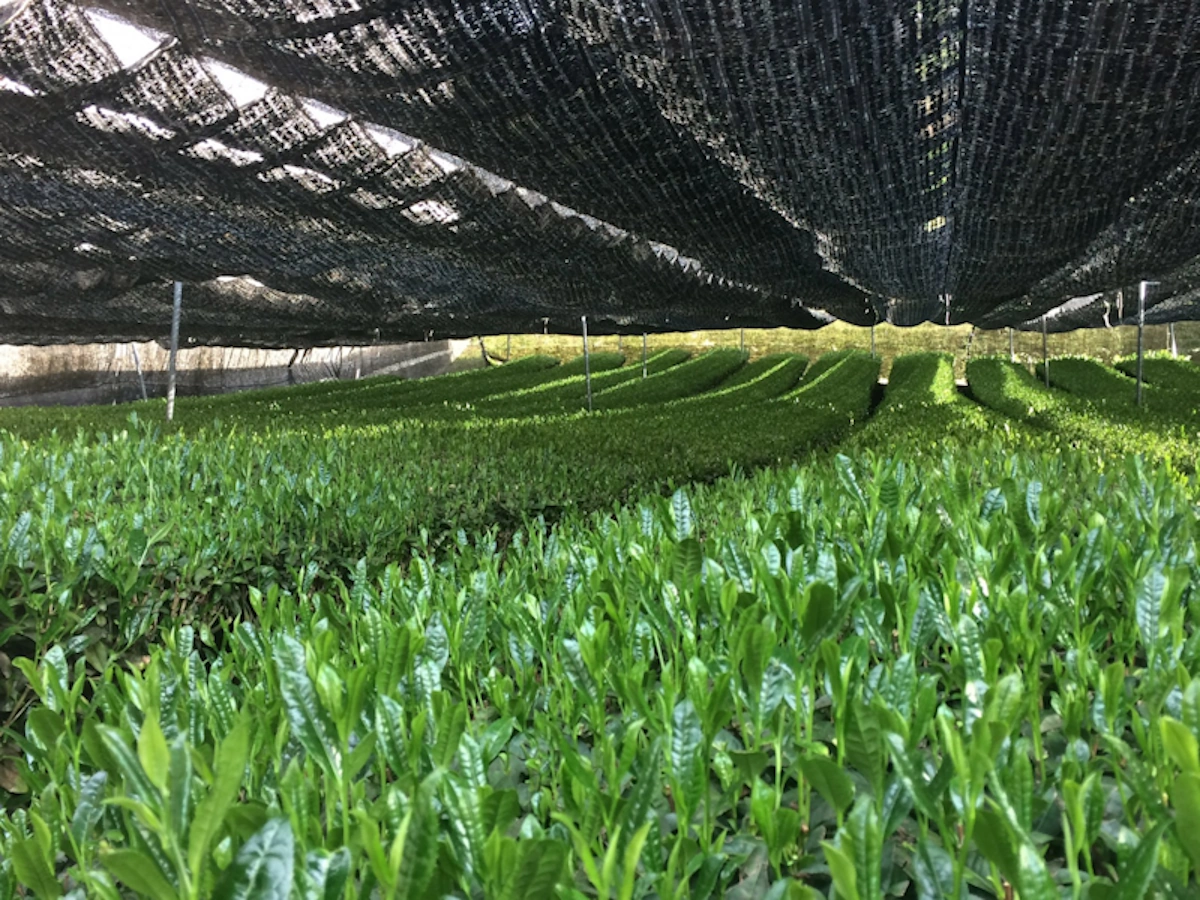 Japanese Tea Field